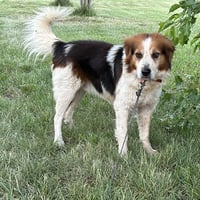 Sammy - Photo 3