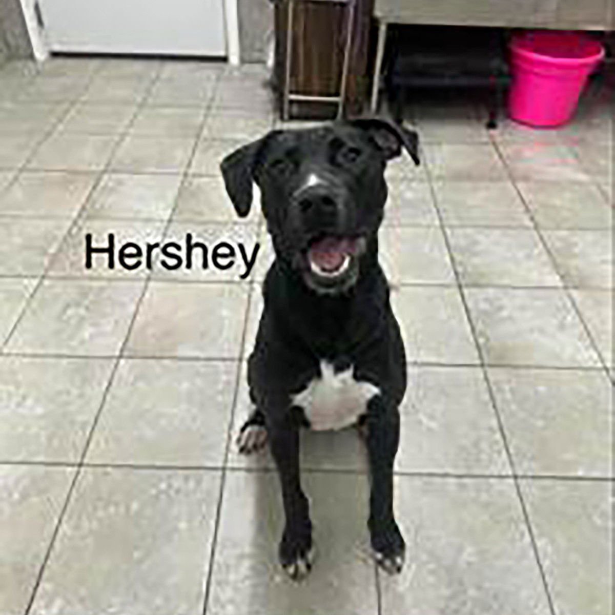 HERSHEY - Labrador Retriever available for adoption
