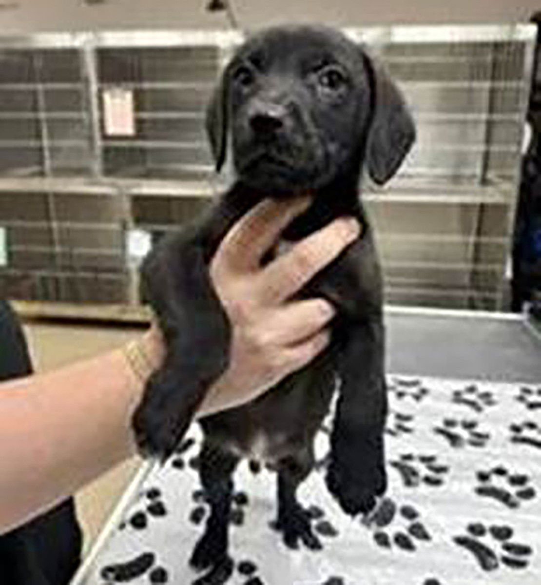 MOORE VET 6 CAYENNE - Labrador Retriever available for adoption