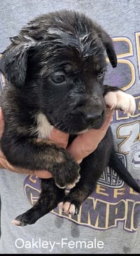 O Litter Oakley - Photo 1
