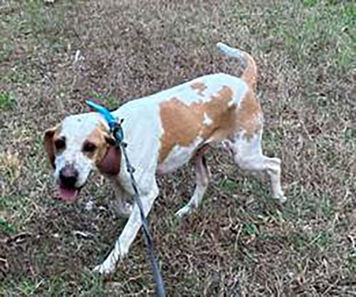 ZIGGY - Beagle available for adoption