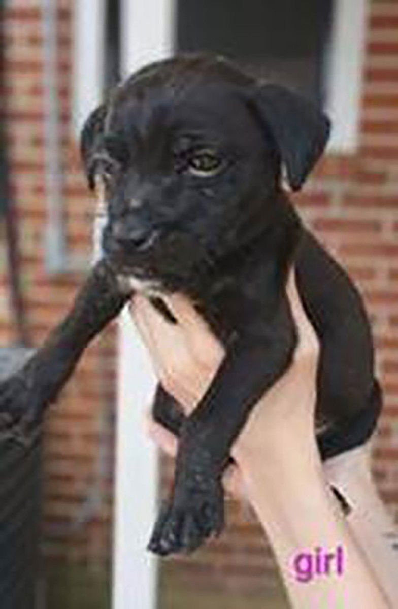 GRANNY'S PUP SHELLEY - Labrador Retriever available for adoption