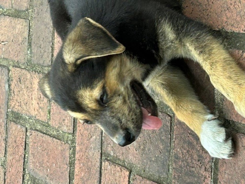 Lou's pup Moose Image