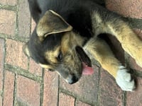 Lou's pup Moose - Photo 1