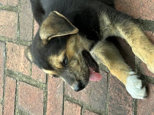 LOU'S PUP MOOSE