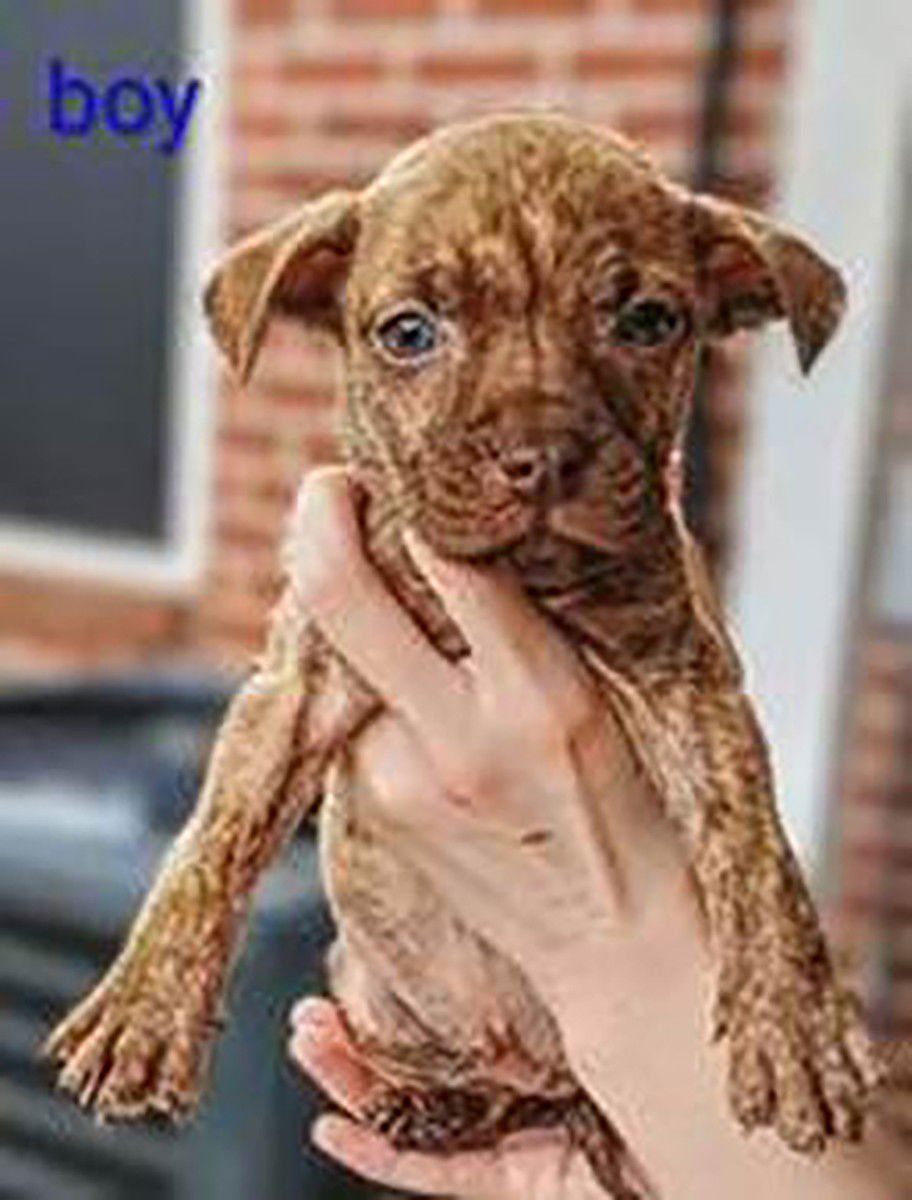 GRANNY'S PUP ELIOT - Labrador Retriever available for adoption