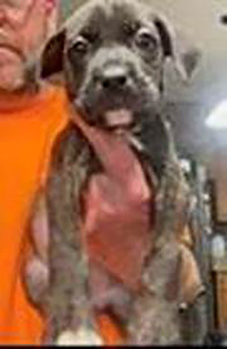 SAVED BY GRACE ROBIN - Labrador Retriever available for adoption