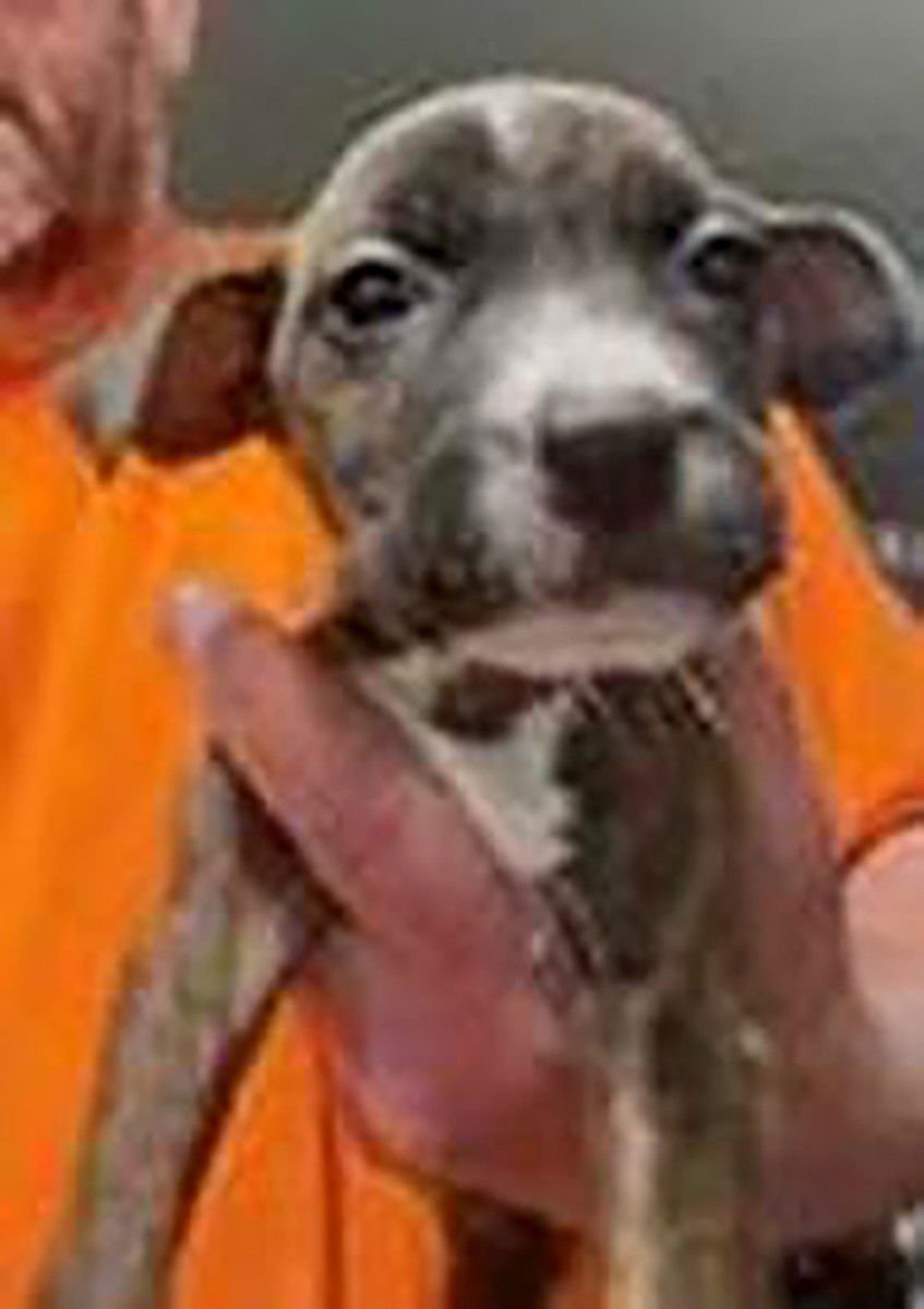 SAVED BY GRACE BLOSSOM - Labrador Retriever available for adoption
