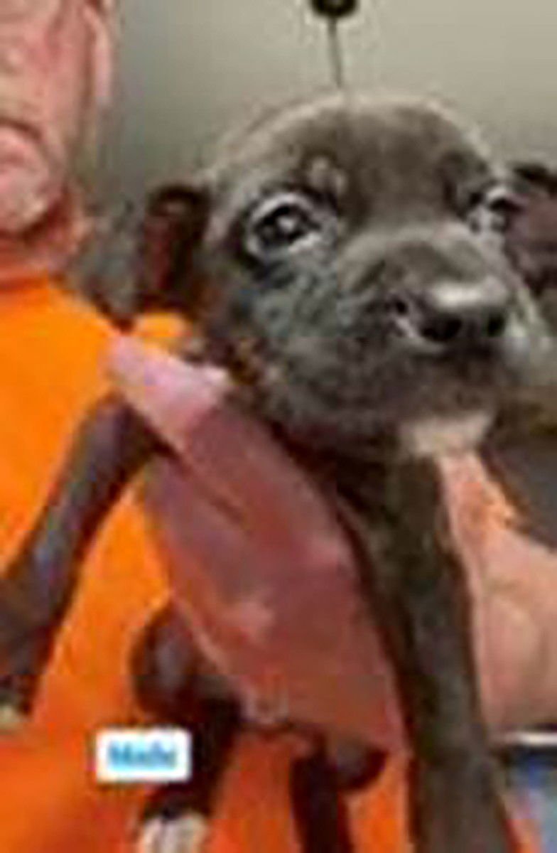 SAVED BY GRACE BLOSSOM - Labrador Retriever available for adoption