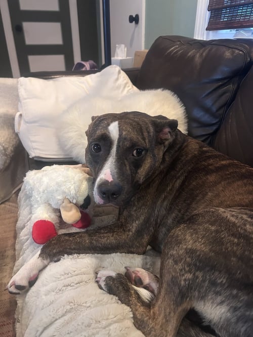 JUNE - American Pit Bull Terrier available for adoption