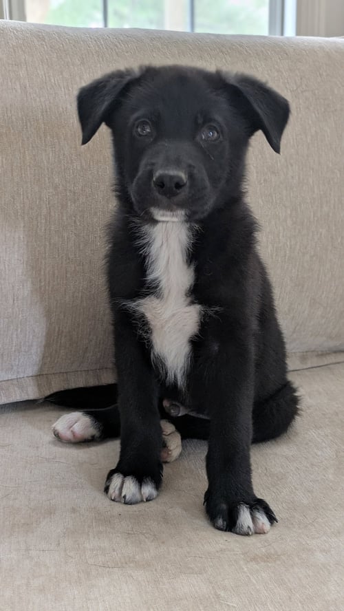 DEAN - Labrador Retriever available for adoption