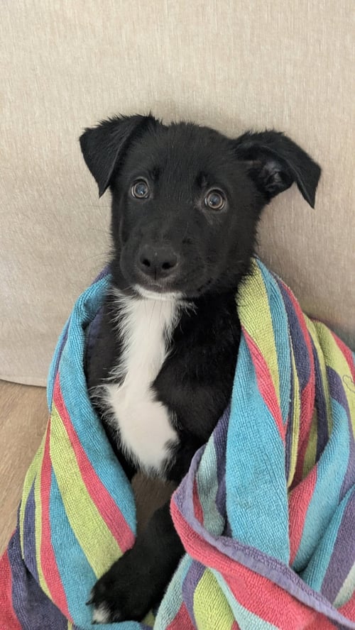 DEAN - Labrador Retriever available for adoption