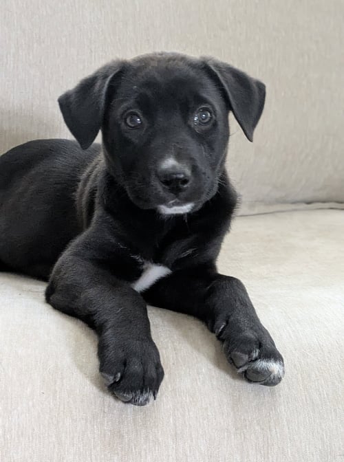 PENELOPE - Labrador Retriever available for adoption