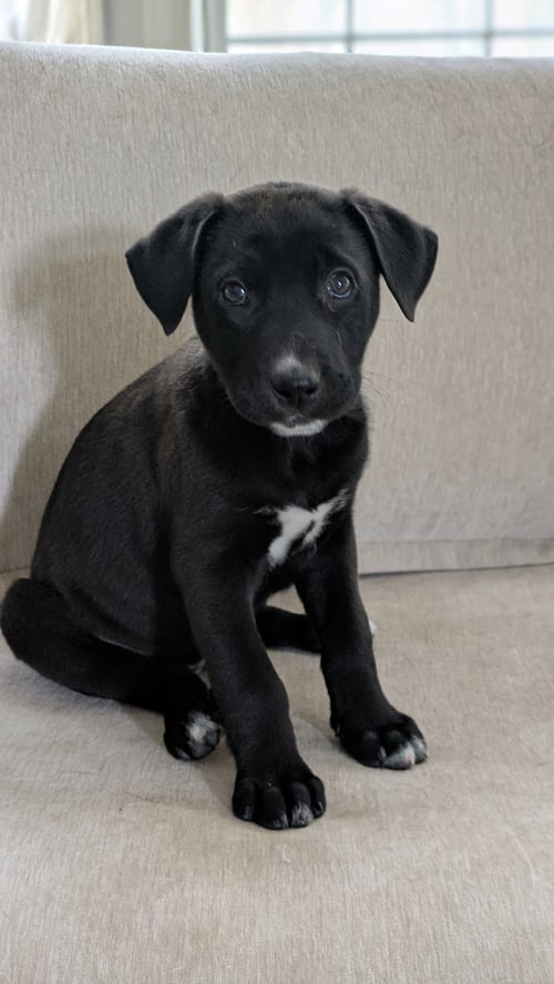 PENELOPE - Labrador Retriever available for adoption