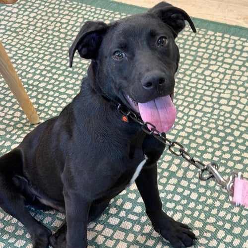 ASHER - Labrador Retriever for adoption in Port St. Lucie