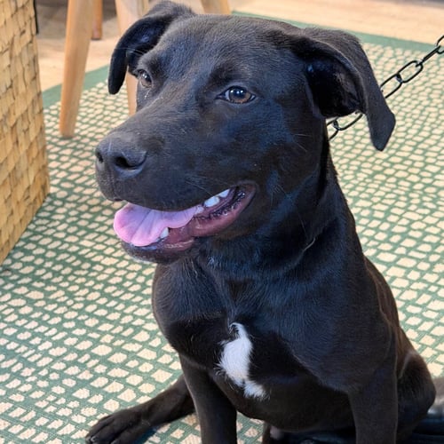 ASHER - Labrador Retriever available for adoption