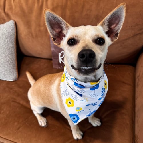 BELLA - Chihuahua available for adoption