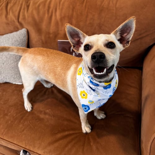 BELLA - Chihuahua for adoption in Port St. Lucie