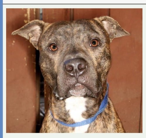 JAMISON - Mastiff for adoption in Port St. Lucie