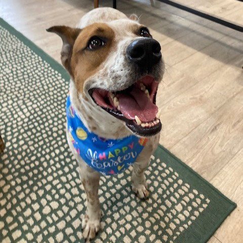 ELFIE - Cattle Dog for adoption in Port St. Lucie