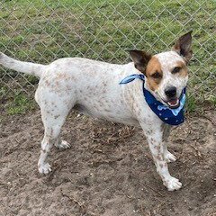 ELFIE - Cattle Dog available for adoption