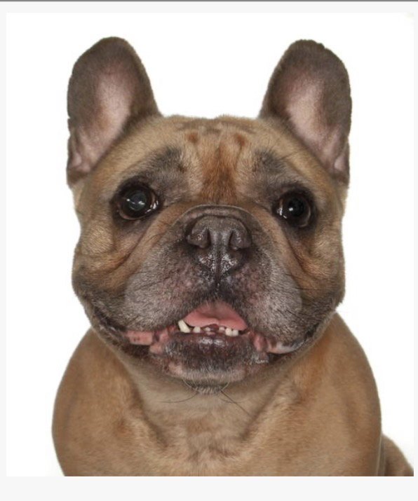 Fiona Image
