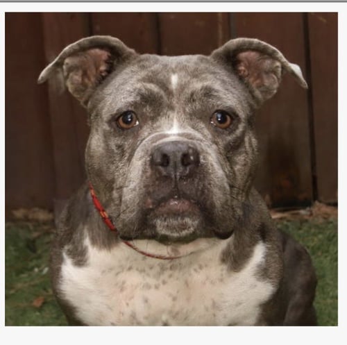 ROSIE - English Bulldog / American Bulldog for adoption in Port St. Lucie