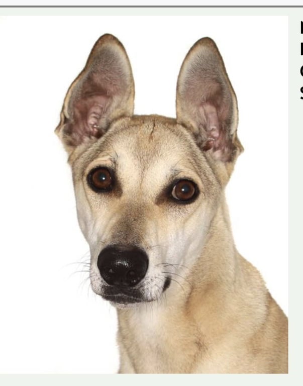 Buddy Image