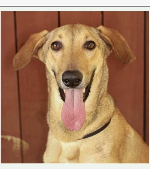 LEO - Italian Greyhound for adoption in Port St. Lucie