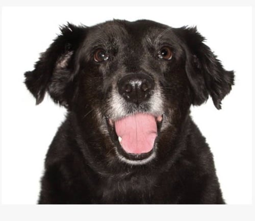 KATRINA - Border Collie for adoption in Port St. Lucie