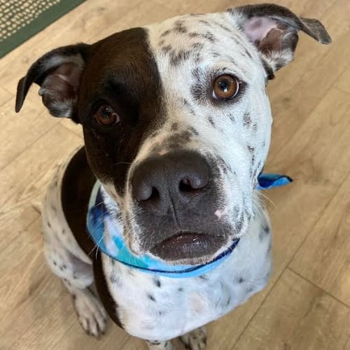 INKY - Pointer / American Bulldog for adoption in Port St. Lucie