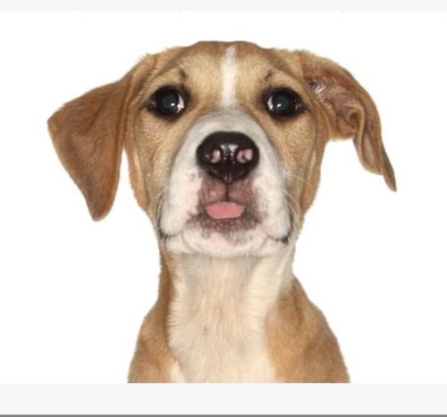 LOUIS - Labrador Retriever for adoption in Port St. Lucie