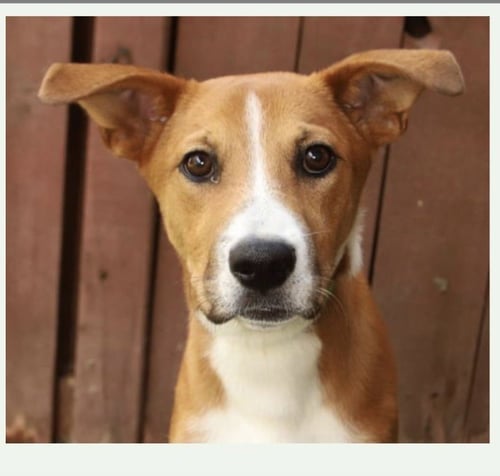 LAUDIE - Labrador Retriever for adoption in Port St. Lucie