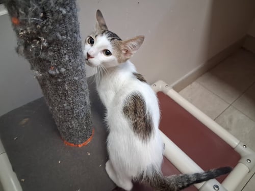 CARAMEL SUNDAE - Domestic Short Hair available for adoption