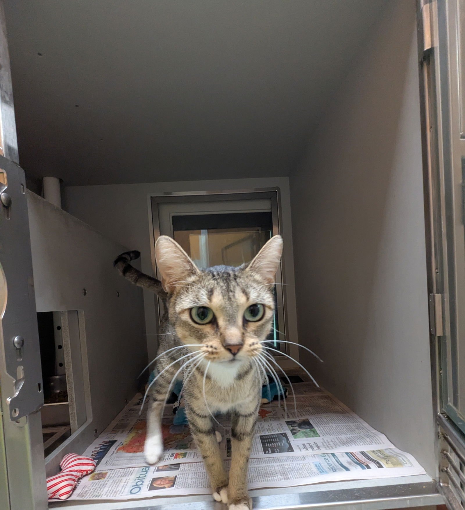 MISTLETOE - Domestic Short Hair available for adoption