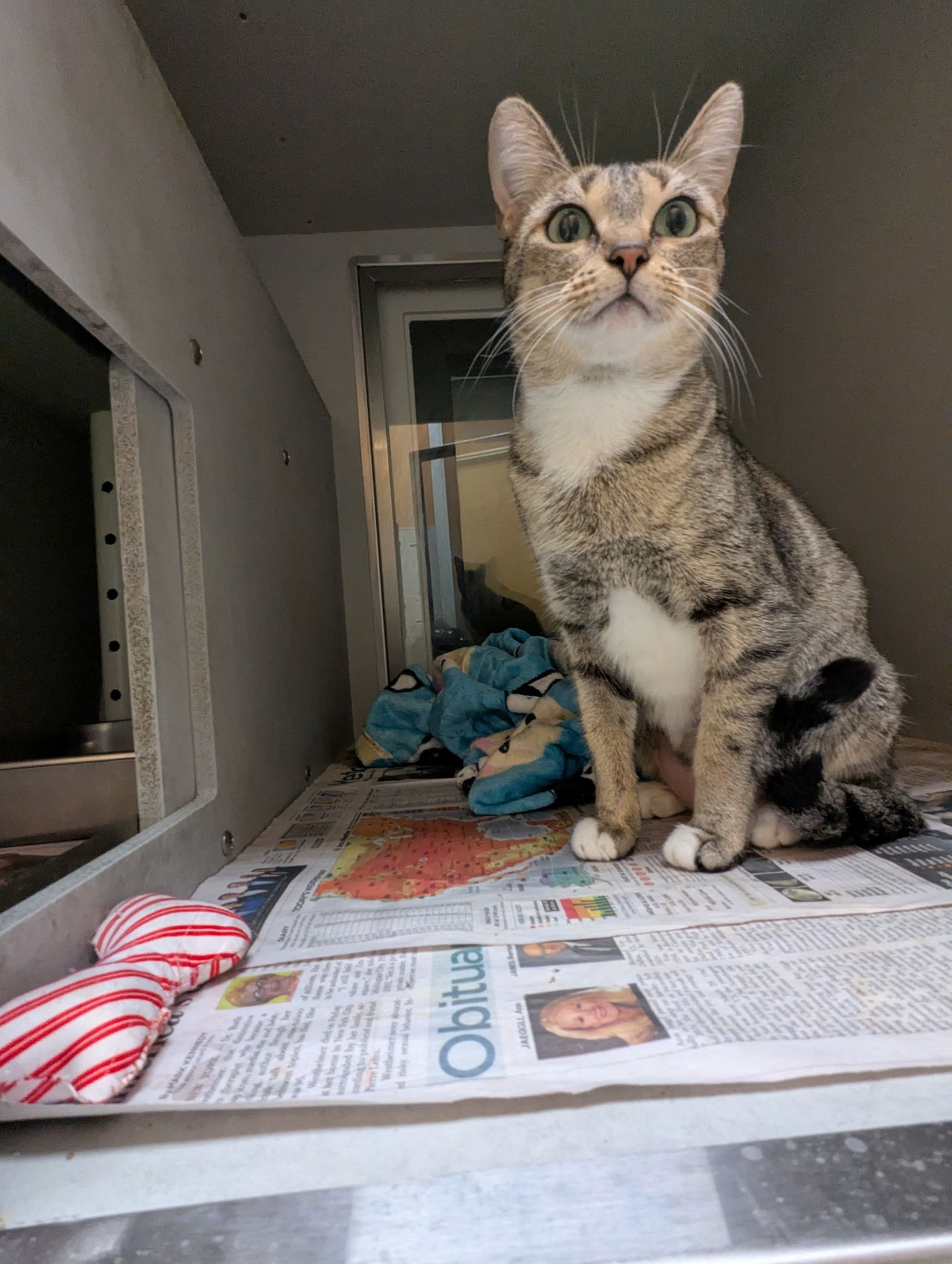 MISTLETOE - Domestic Short Hair available for adoption