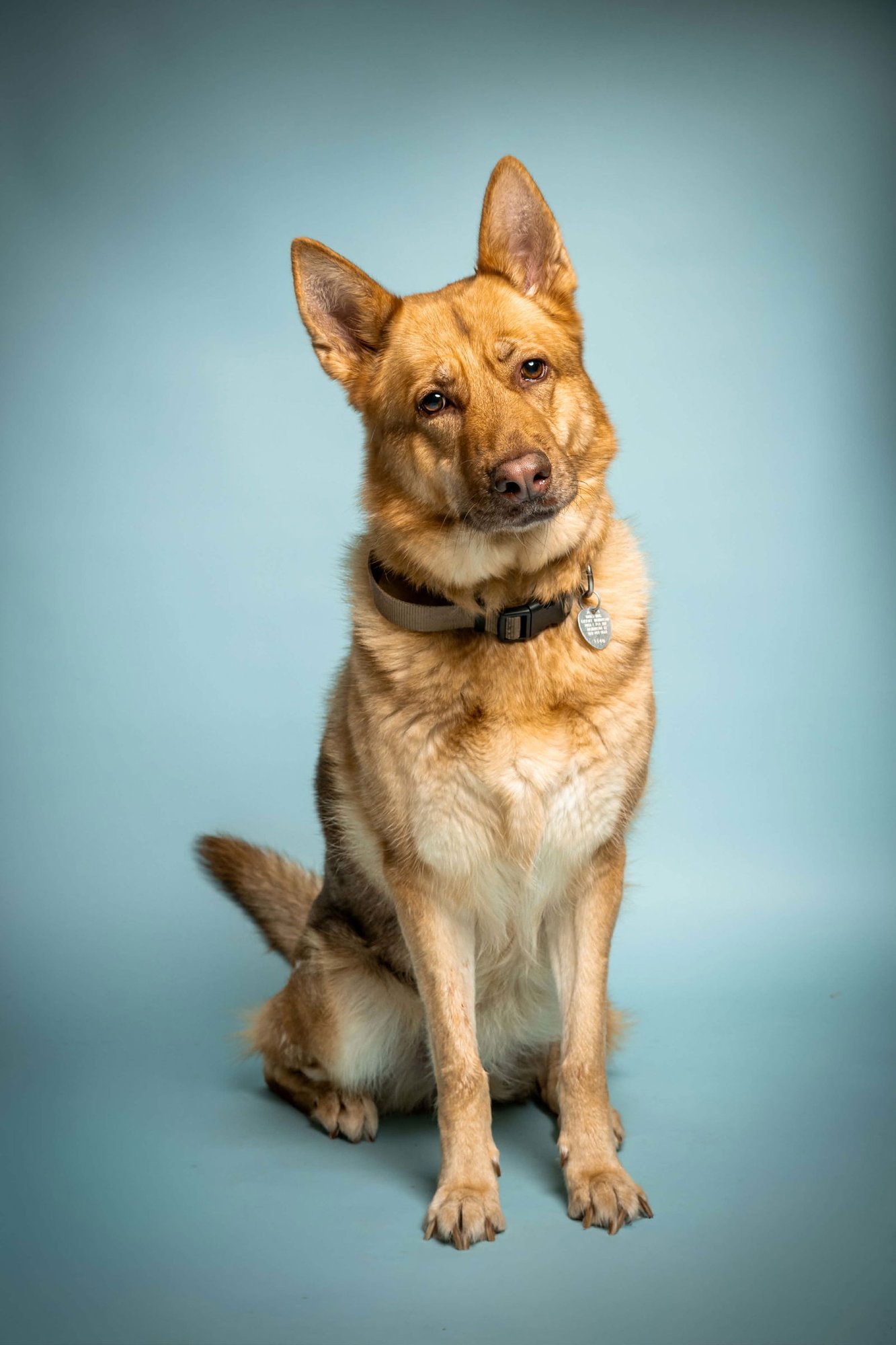 PESEAT - German Shepherd Dog available for adoption
