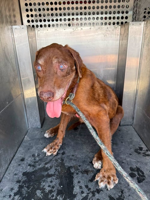 BLUE - Labrador Retriever available for adoption