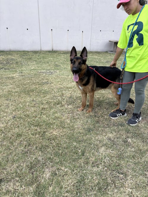 POGO - German Shepherd Dog available for adoption