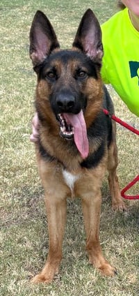 Pogo - Photo 1