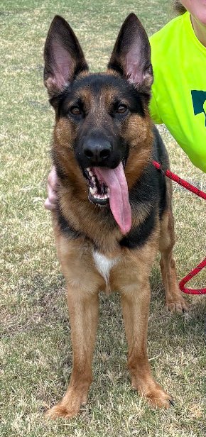 POGO - German Shepherd Dog available for adoption