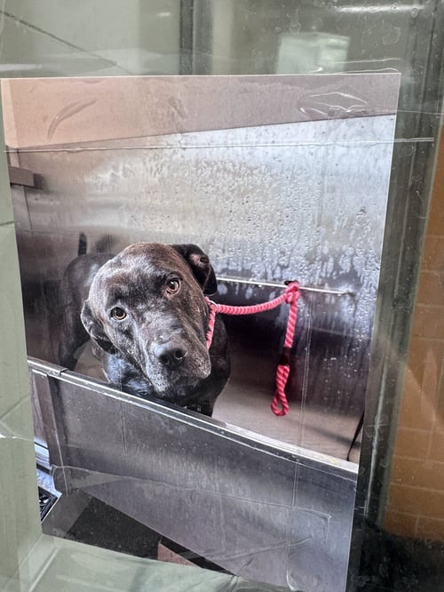 HOPE - Pit Bull Terrier available for adoption