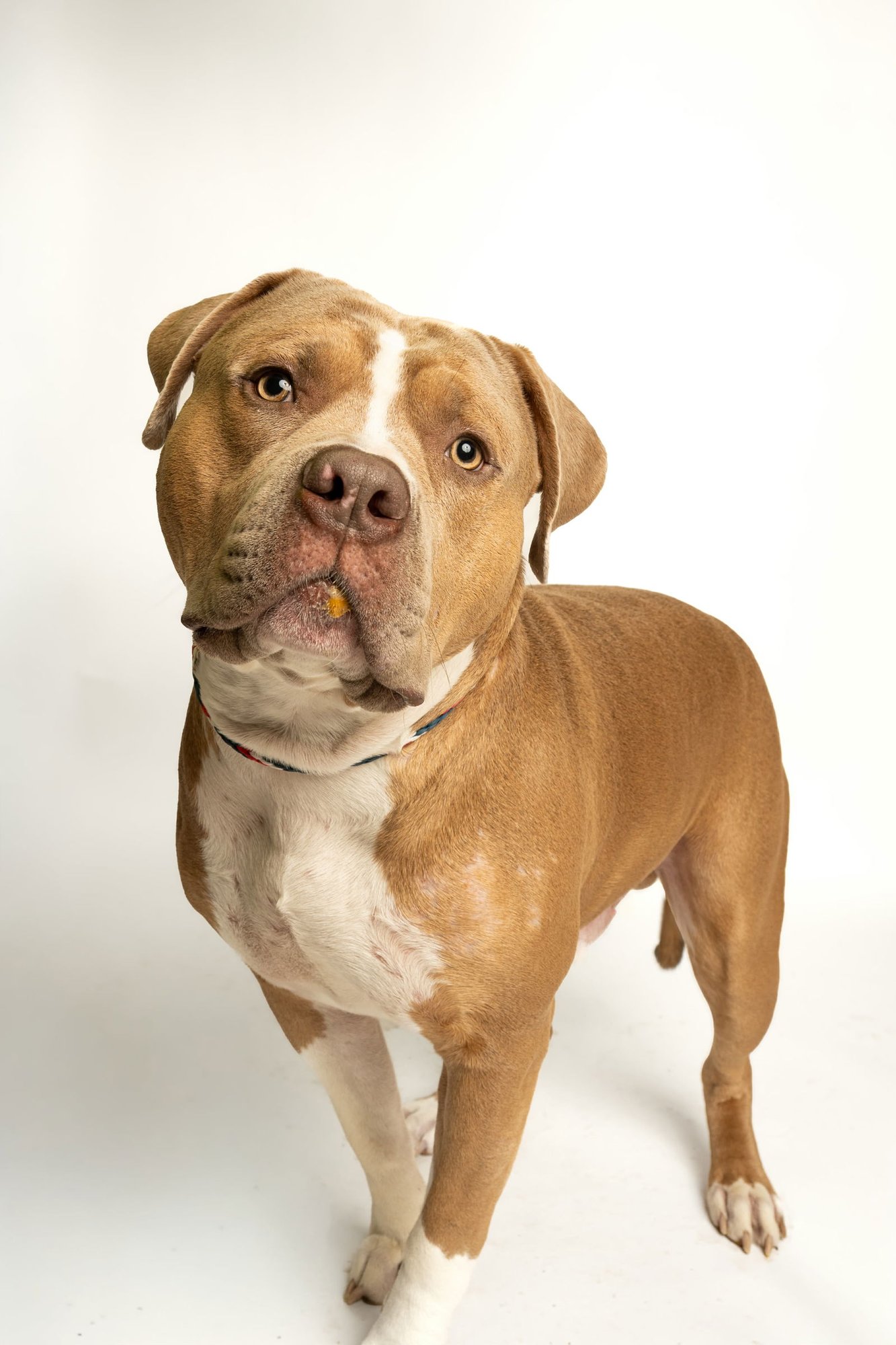 KINGSTON *RESCUE ONLY* - American Pit Bull Terrier available for adoption