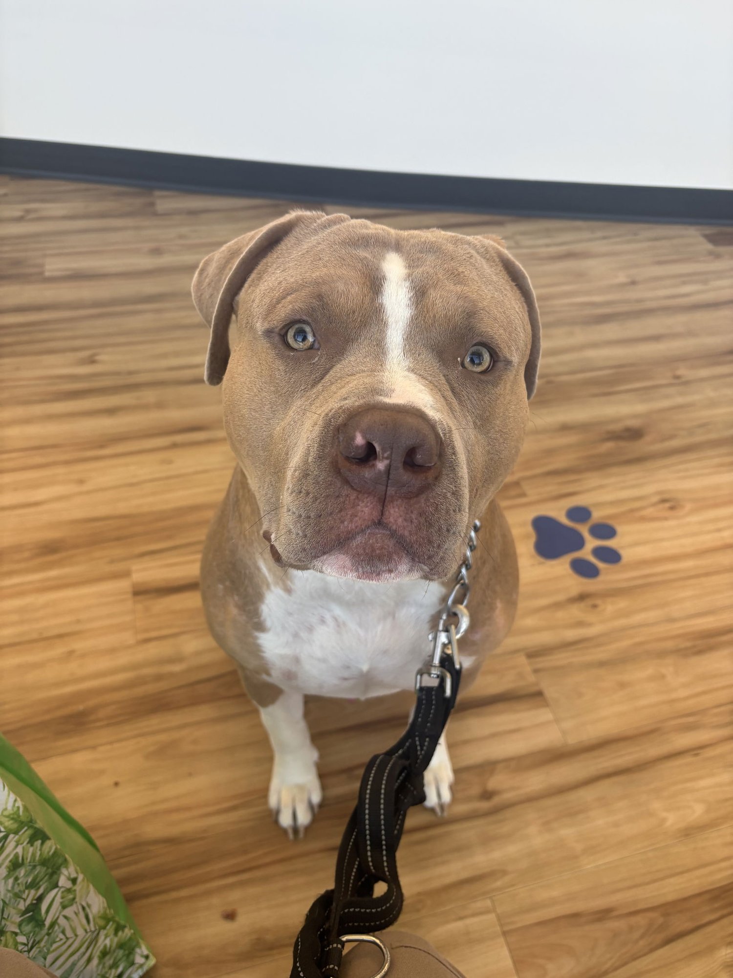 KINGSTON *RESCUE ONLY* - American Pit Bull Terrier available for adoption