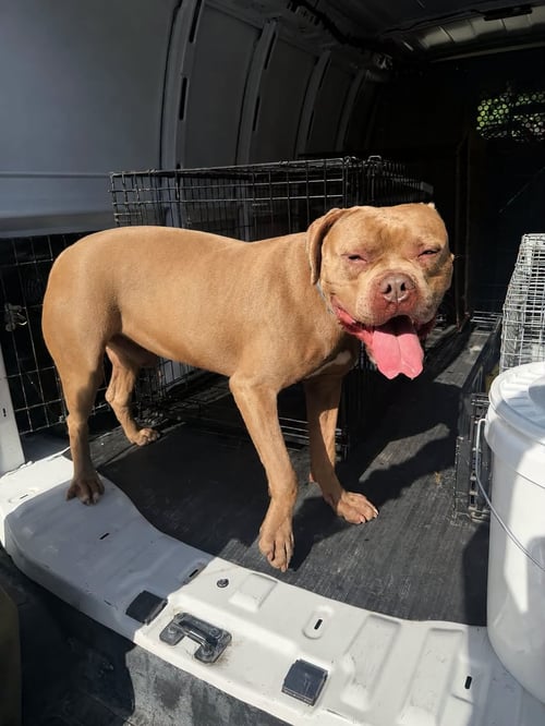 HE-MAN - Mastiff available for adoption