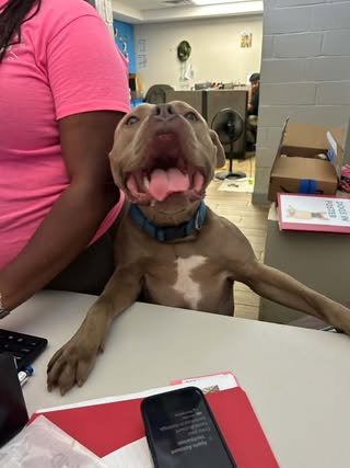 HE-MAN - Mastiff available for adoption