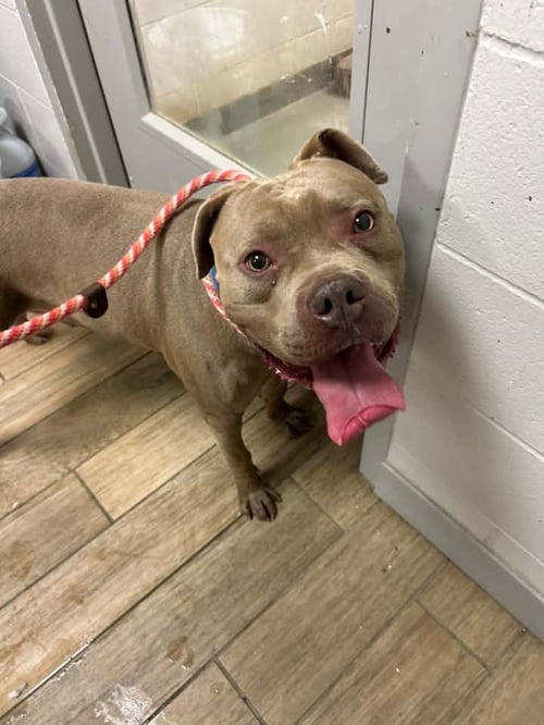 HE-MAN - Mastiff available for adoption