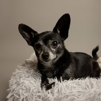 Lucky - Photo 1