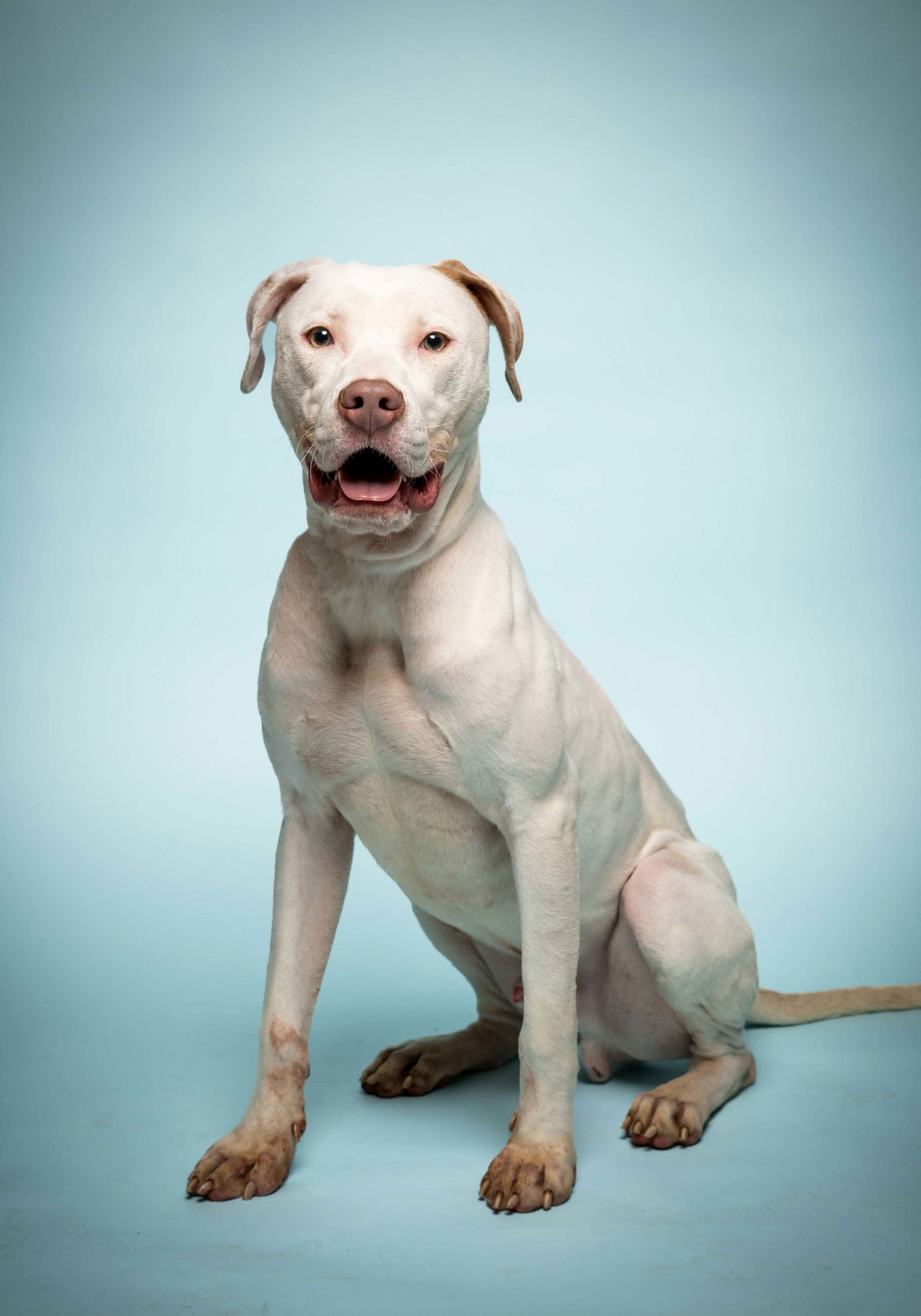 BOONDOCK - Dogo Argentino / English Pointer available for adoption