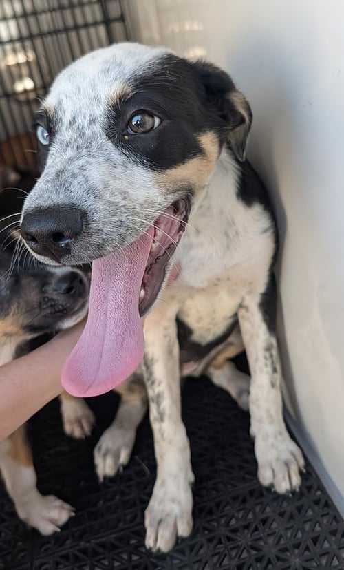GLITTER - Australian Cattle Dog/Blue Heeler / Catahoula Leopard Dog available for adoption